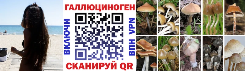 Купить где  Электросталь  Галлюциногенные грибы Psilocybe